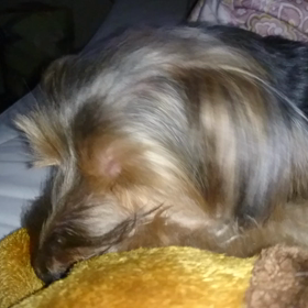 おやすみ前のペロペロの画像