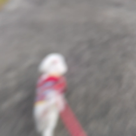 行けるときに行っとこう！夕方さんぽの画像