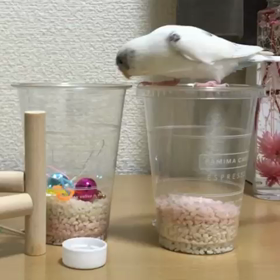 ポイポイ遊びのはずが？！の画像