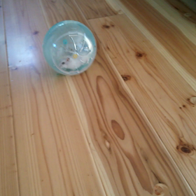 回転ボールの画像