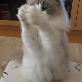 我夢くん、お願いショートバージョンの画像