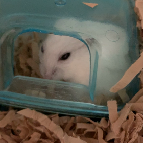 へんてこな咳？の画像