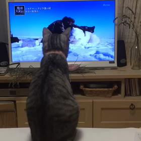 久しぶりのテレビ観賞猫の画像