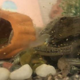 ドジョウ丸　エキサイト夕ご飯の巻の画像