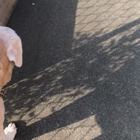 お散歩から帰宅の画像