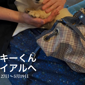 クッキーくんトライアルへの画像