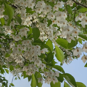 ゴールデンウィークは、仕事でした。の画像