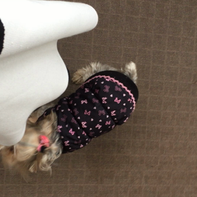 【動画】チロちゃんと久々の再会！！U｡･ｪ･｡Uﾉ~ｺﾝﾊﾞﾝﾜﾝ♪の画像