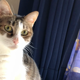 新入り子猫の隔離期間が短すぎたから…先住猫と仲良く慣れない。の画像