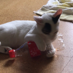 今日のテンの画像