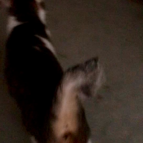 おはようデール！おはようマリー！ジム活11月タイムテーブル発表！の画像