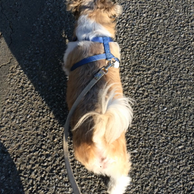 これがぶぅちゃんの散歩だ！の画像