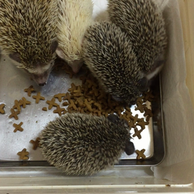 久しぶ  りの更新(´；ω；`)の画像