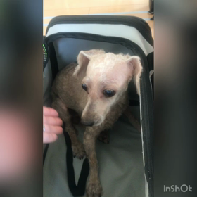 みあちゃんに家族ができました！の画像