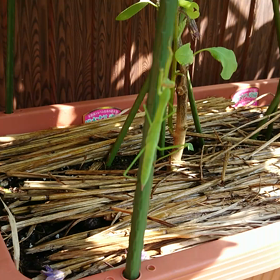 カマキリさんの画像