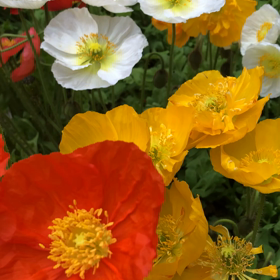 祝福モード 「令和」の画像