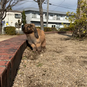 俊敏なうさぎの画像