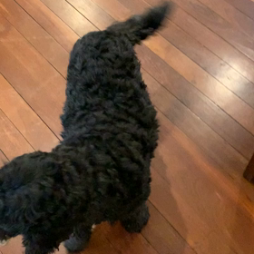 初の動画の画像