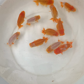 その後の1号、3号の画像