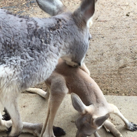 【動画③】何だか人間味があって面白い(o^^o)の画像