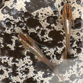 寒くなりました。の画像