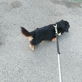 マロくん　朝の散歩の画像