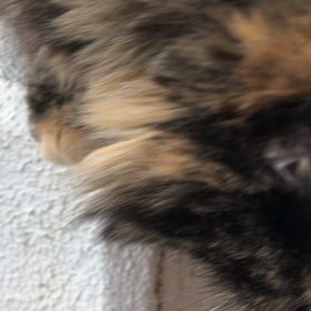 買い物デーの画像