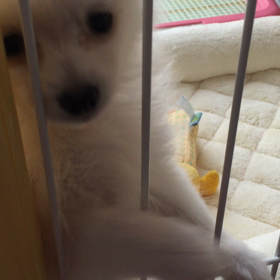 今日のハル。の画像