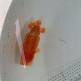 ヤフオク魚の動画です。の画像