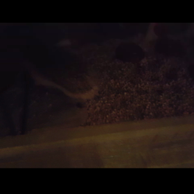 ちょっと明るく撮れた爆走すなおの画像