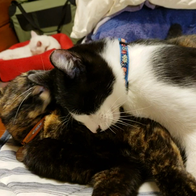 三猫三様の画像