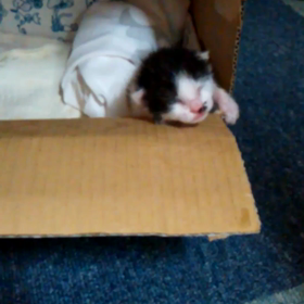 右前十字靭帯再建　術後123日目　ニャンコの成長記①の画像