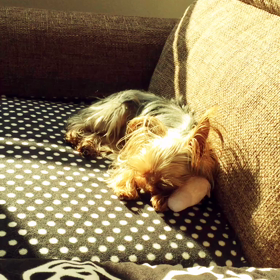 ねむねむパンナ(_ _).｡o○の画像