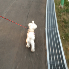 みるくのお散歩動画の画像