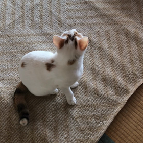 2017.11.03：返事をする猫。の画像