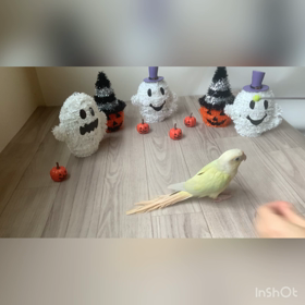 おうちのインコさんトレーニング中の画像