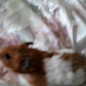 寝起き散歩の画像