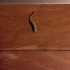 爬虫類苦手な人は見ないでね～の画像