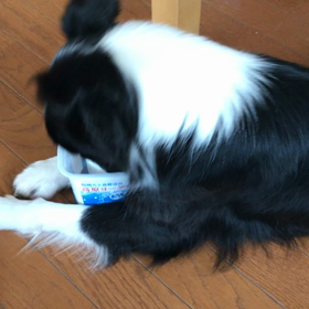 ヨーグルトの画像