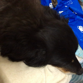 グーグーの画像