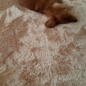 久しぶり犬のいる生活の画像