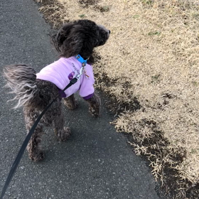 今日の❤️むぎの画像