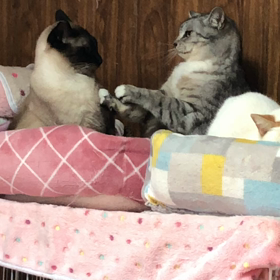 小競り合いの画像