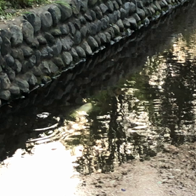 きょうの白い鯉／動画の画像