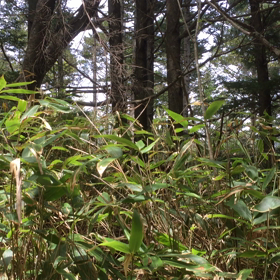 どこにいるのかな？の巻の画像