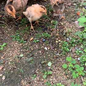 産まれて約2週間の画像