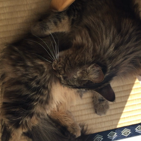 ねこちゃんから学ぶ。の画像