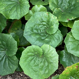 6/27の気になるMovieの画像