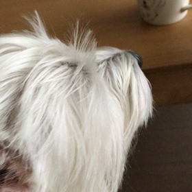 コーヒーの香り。の画像