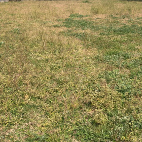 犬見知り？の画像